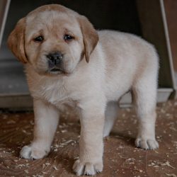 little tough pup